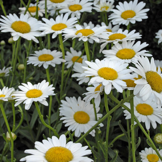 Leucanthemum x superbum 'Becky' (Shasta Daisy)