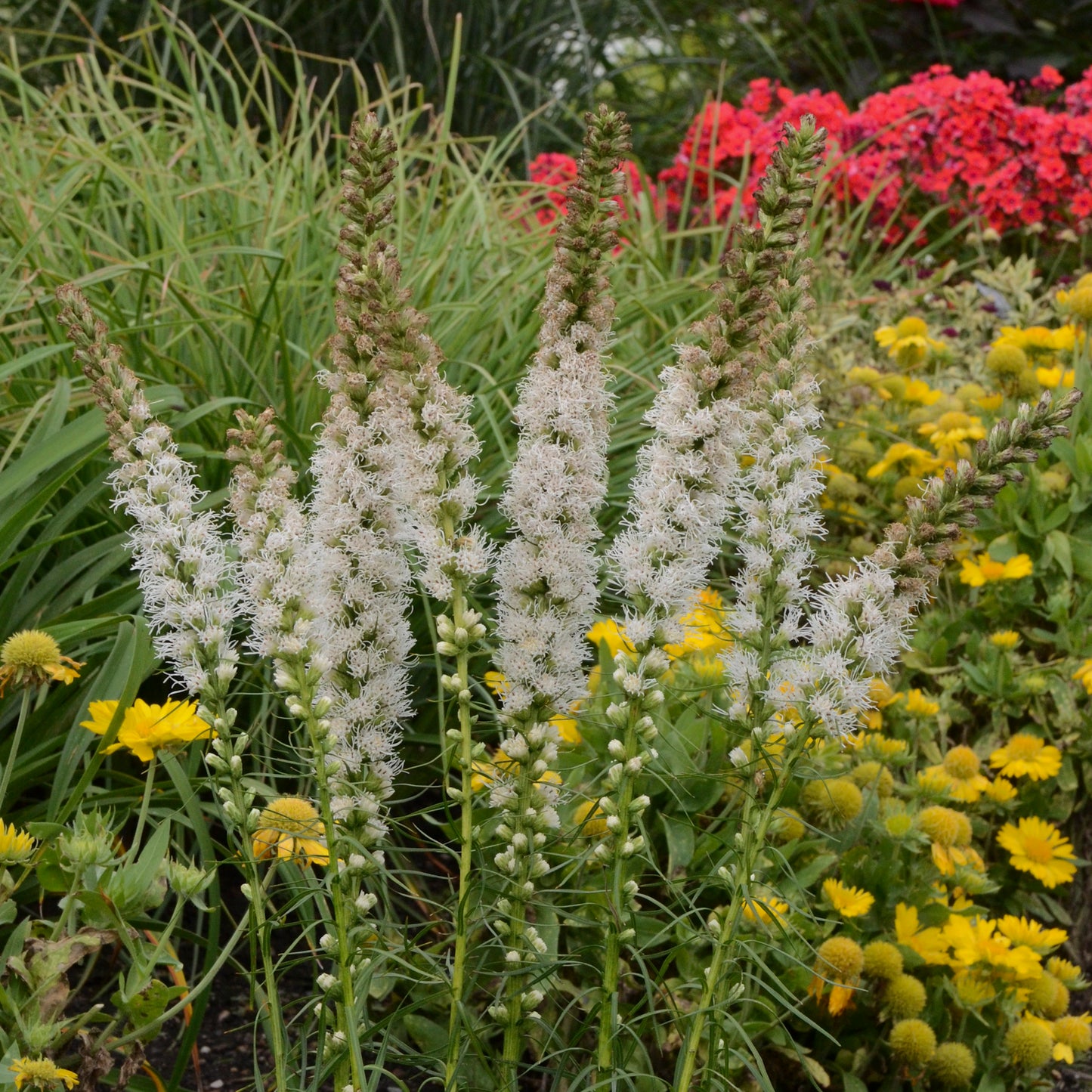 Liatris spicata 'Floristan White'