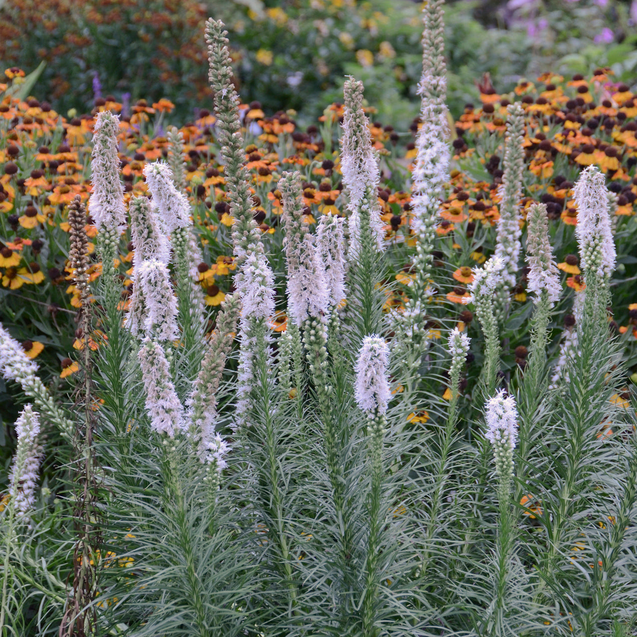 Liatris spicata 'Floristan White'