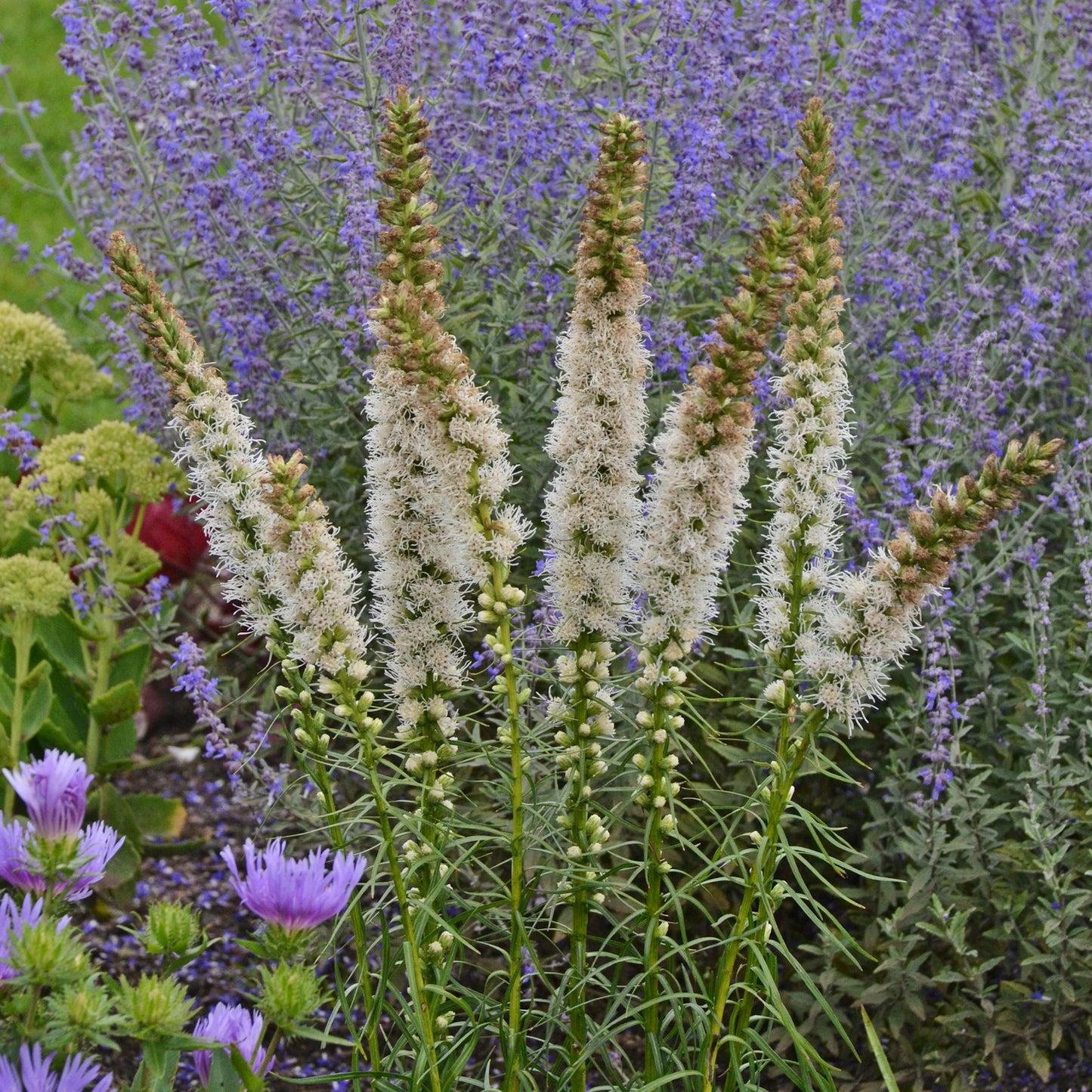 Liatris spicata 'Floristan White'