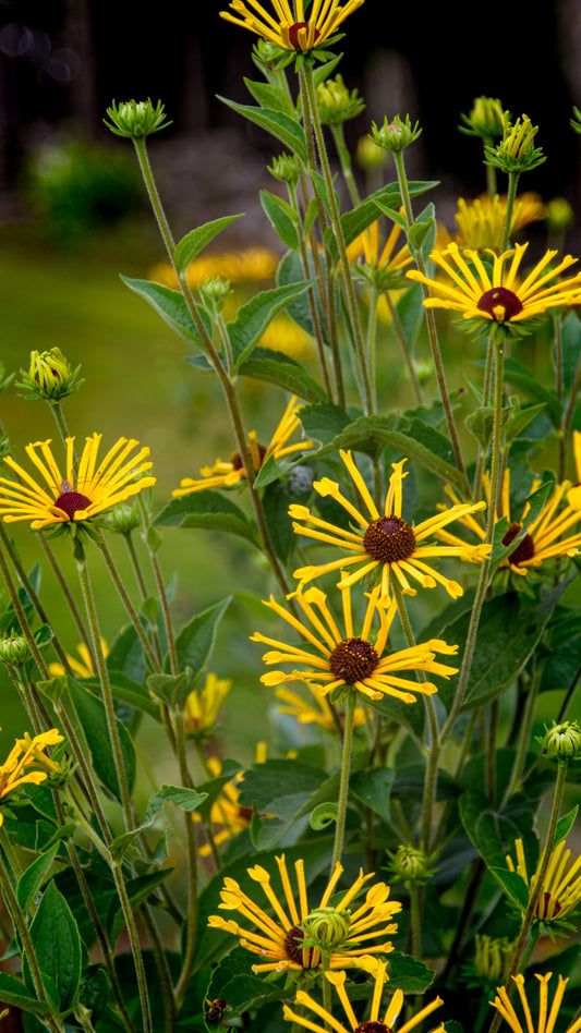 Rudbeckia subtomentosa 'Little Henry'