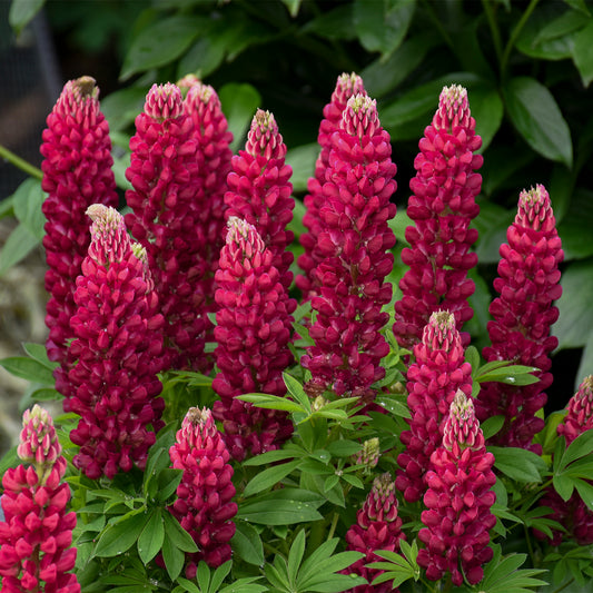Lupinus polyphyllus  'Mini Gallery Red'
