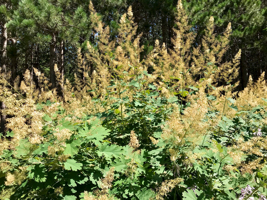 Macleaya cordata