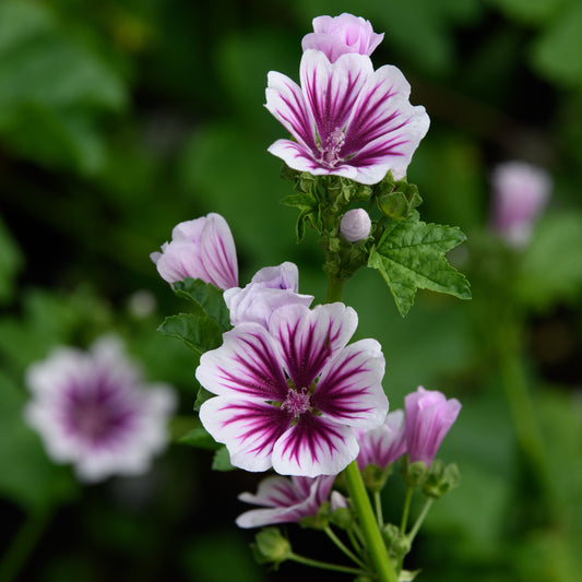 Malva sylvestris 'Zebrina'