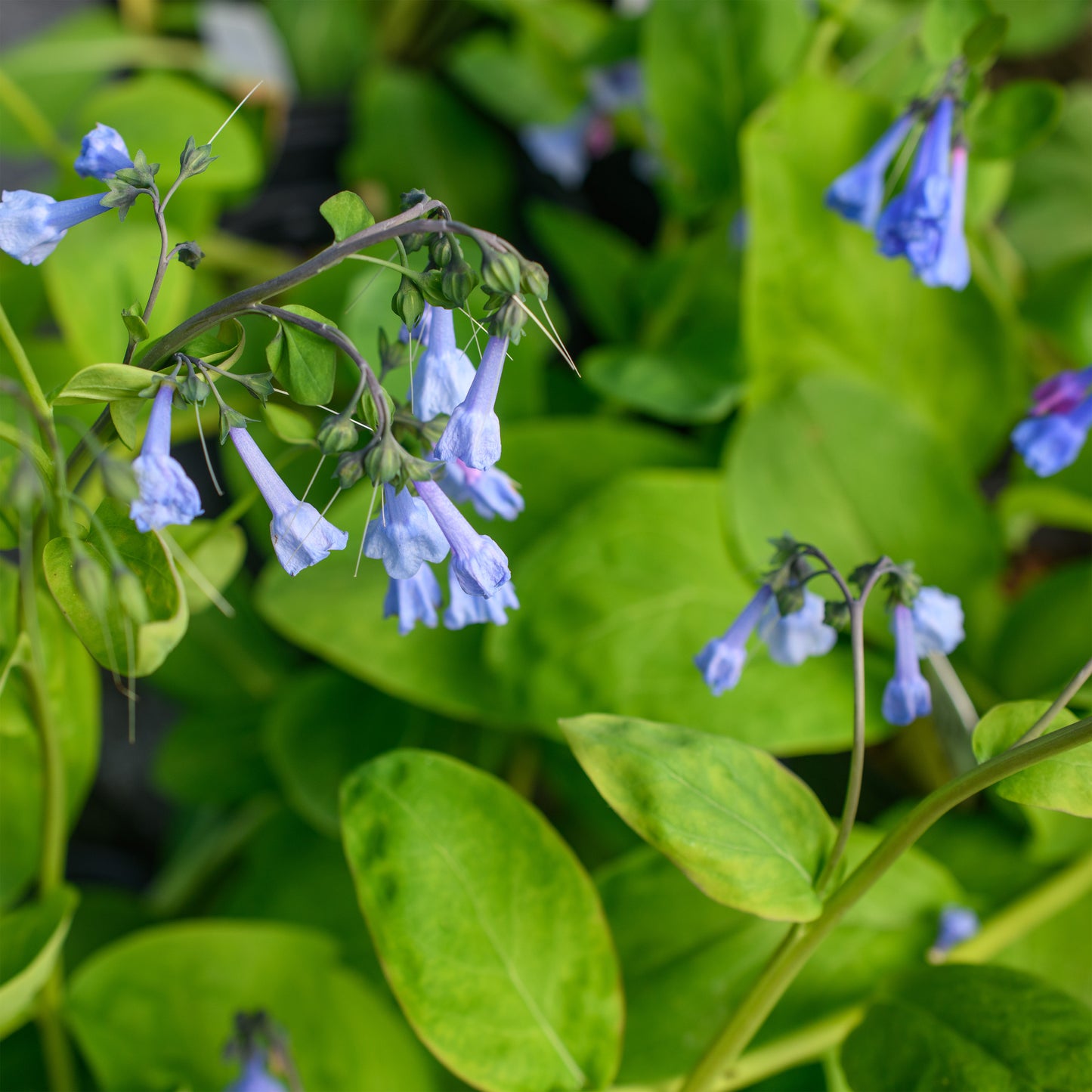 Mertensia virginica (Virginia Bluebells)