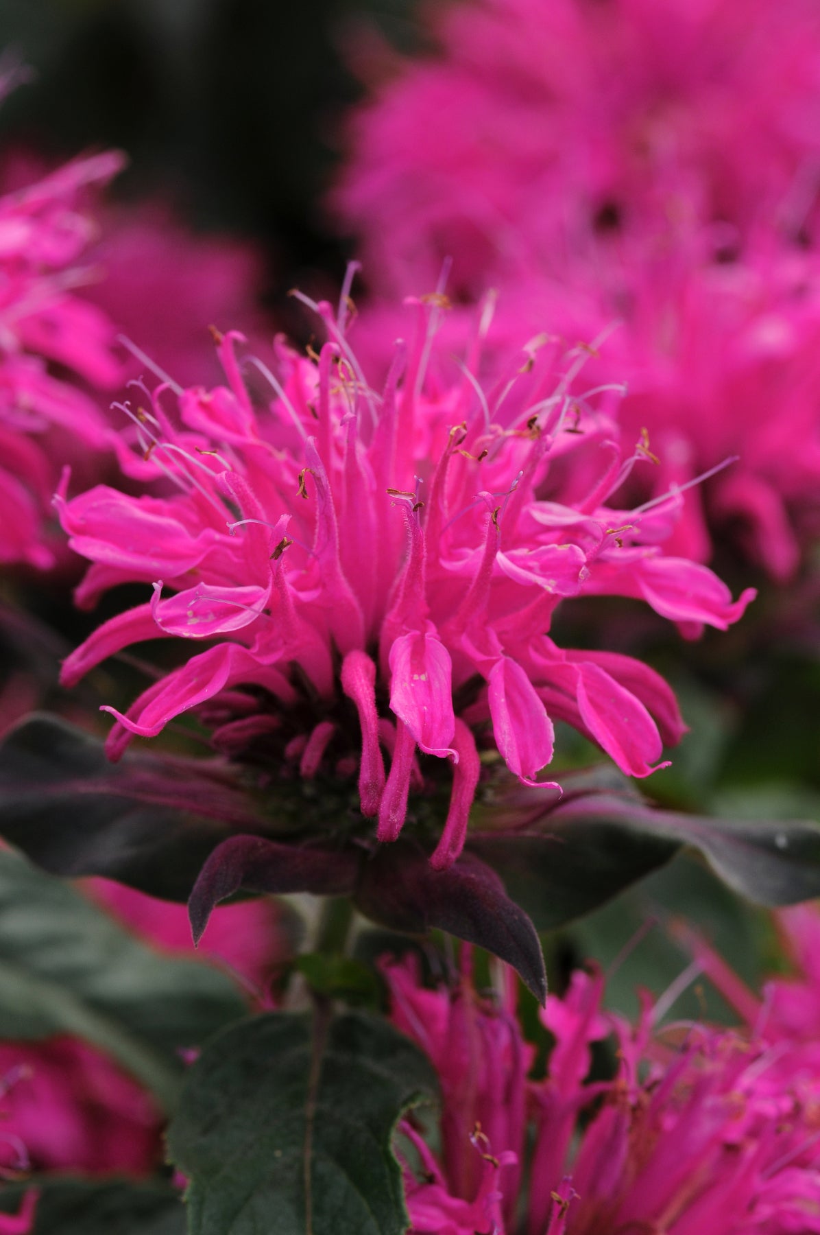 Monarda didyma  'Balmy? Rose'