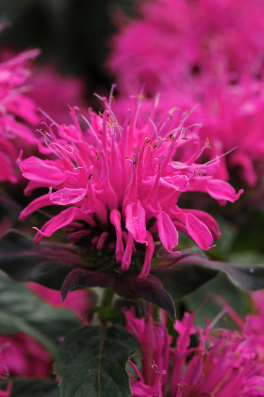 Monarda didyma  'Balmy? Rose'