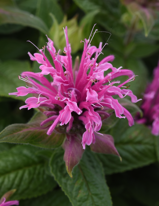 Monarda didyma 'Bee-Mine™ Pink' (Bee Balm)