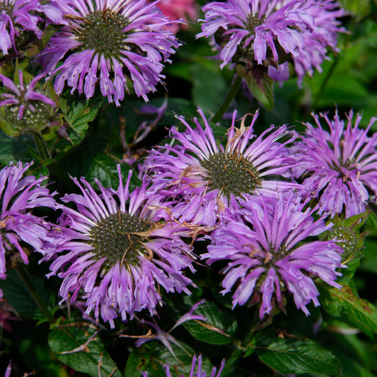 Monarda didyma 'Blue Moon'