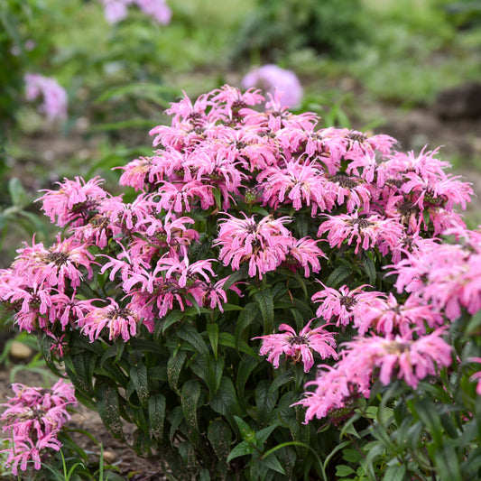Monarda didyma  'Electric Neon Coral'