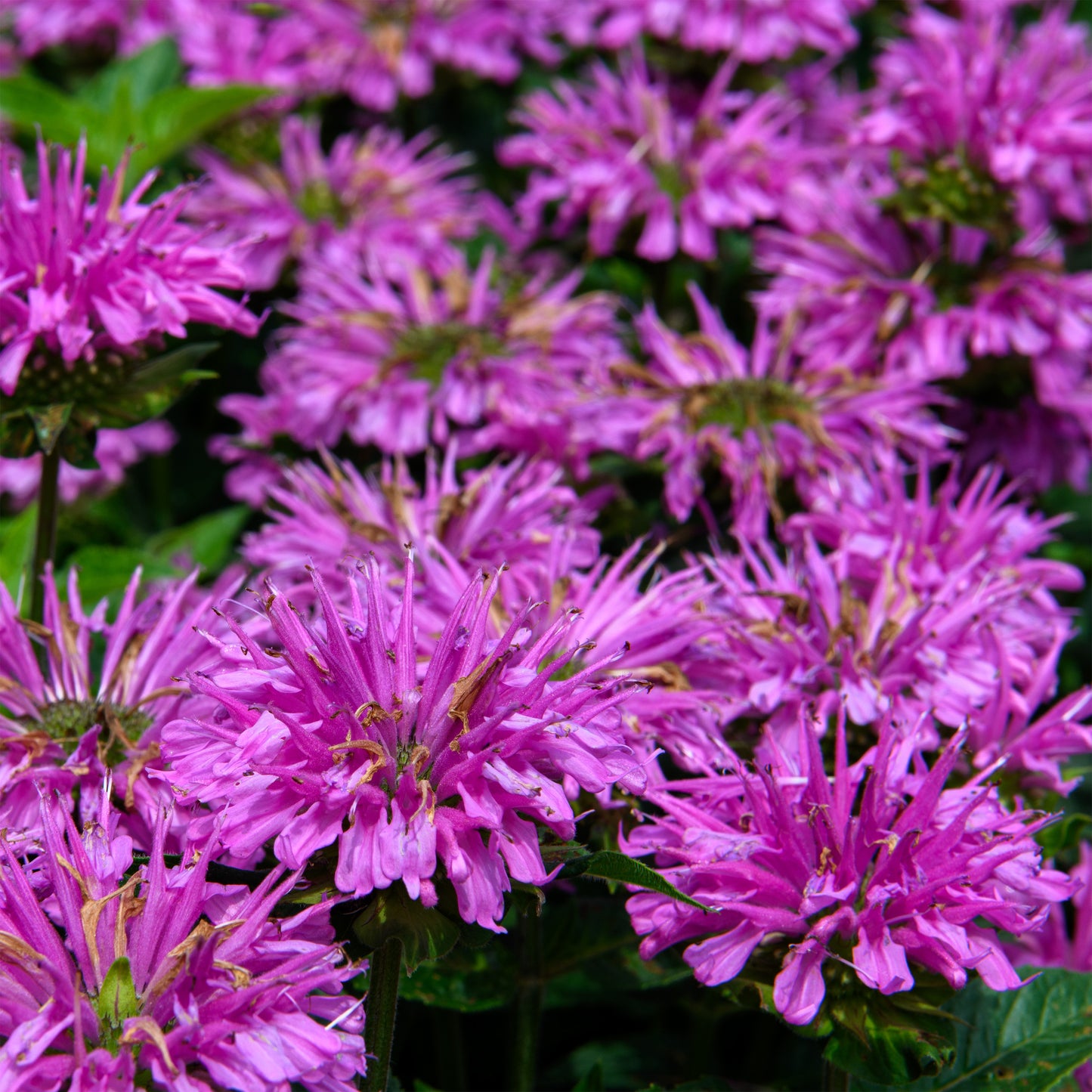 Monarda didyma  'Lilac Lollipop'