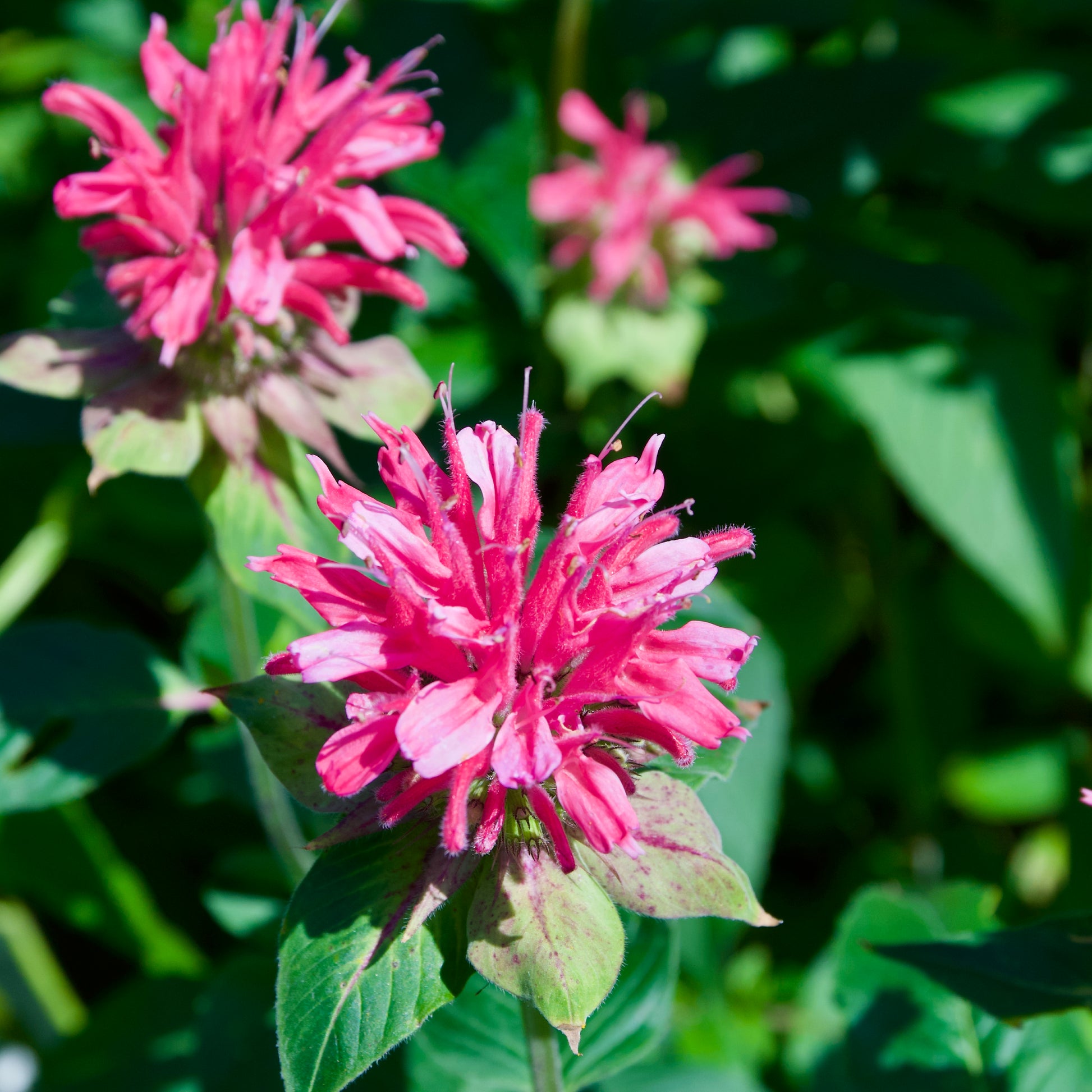 Monarda didyma 'Marshall's Delight'