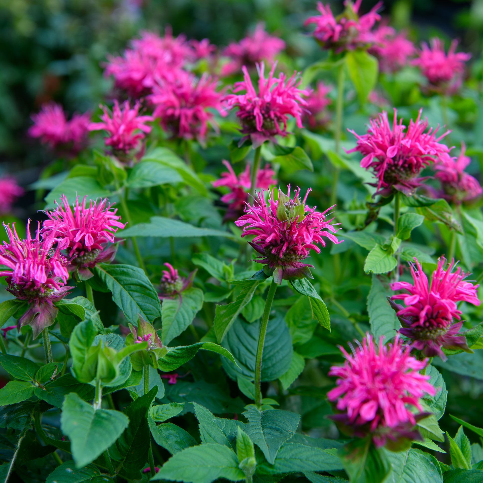 bee palm plant Monarda didyma 'Pink Lace' (Bee Balm)
