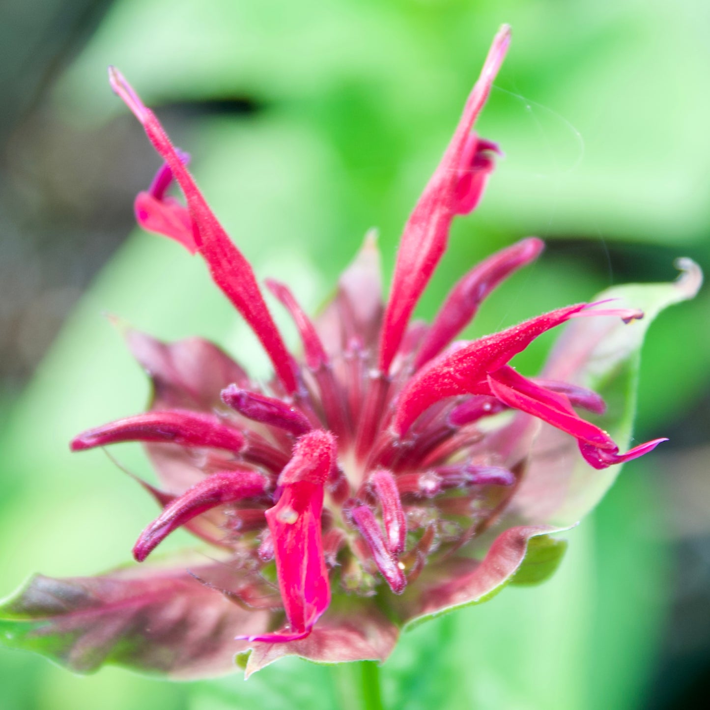 Monarda didyma 'Raspberry Wine'