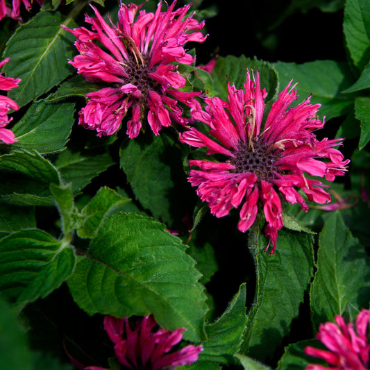 Monarda x 'Marje Purple'