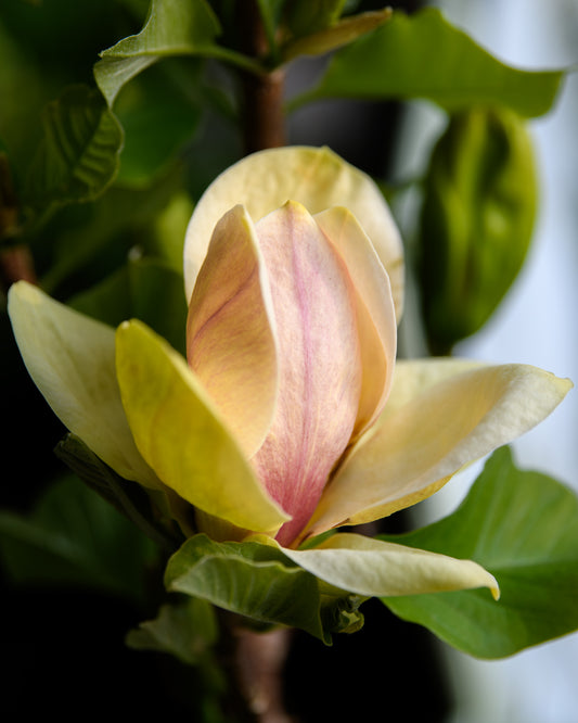 Magnolia 'Sunsation'