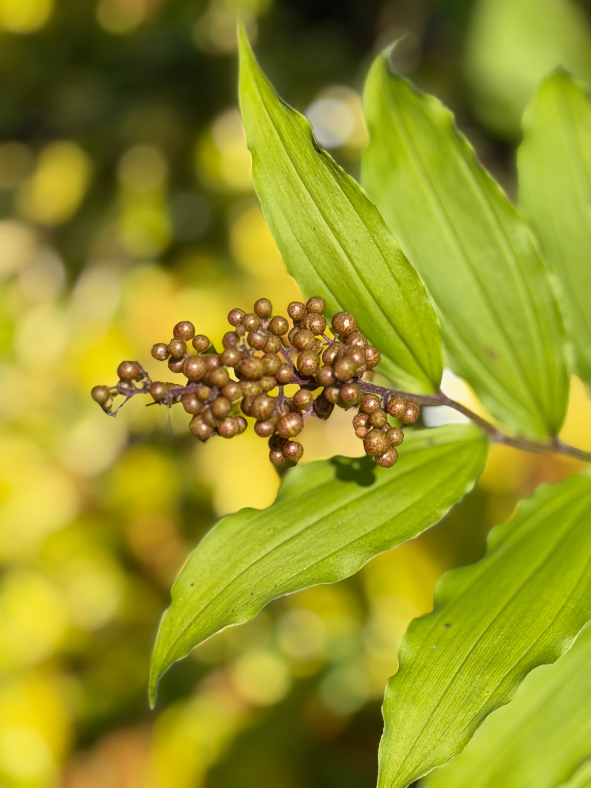 A close-up of a plant branch with bright green leaves and a cluster of small brownish-green berries against a blurred green background.