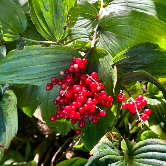 Red berries on a branch with green leaves