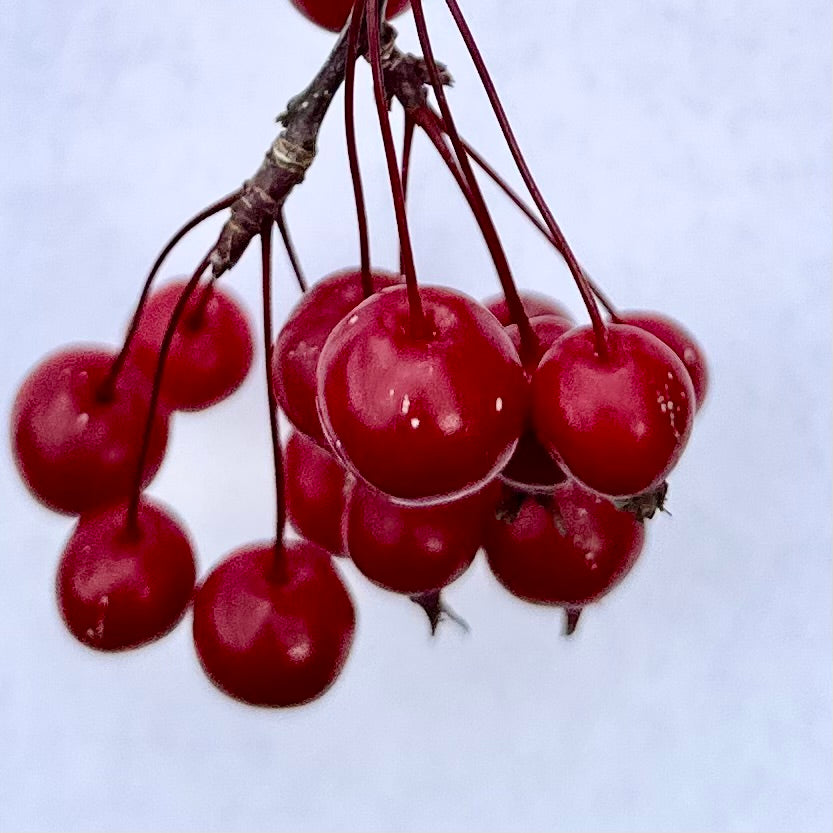 Close-up of red crab apples on a branch against a light background