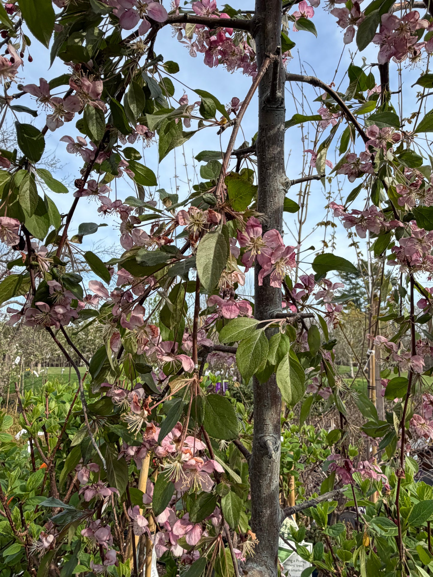 Branches with pink flowers and green leaves against a blue sky.