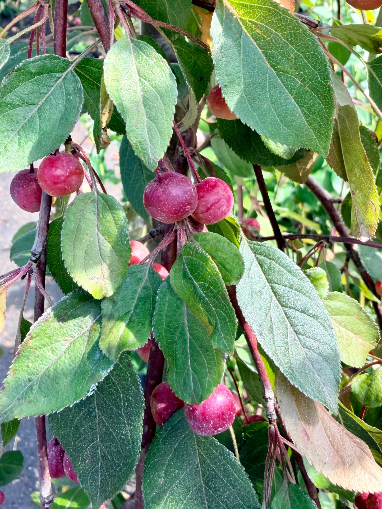 Close-up of a crabapple ranch with green leaves and small pinkish-red crabapples growing along the branches.