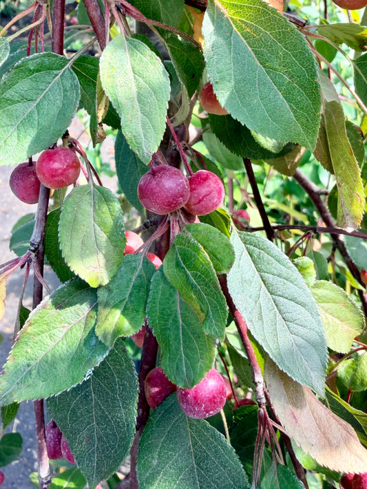 Close-up of a crabapple ranch with green leaves and small pinkish-red crabapples growing along the branches.