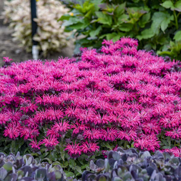 Monarda x 'Leading Lady Razzberry' (Bee Balm)