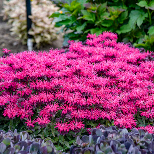 Monarda x 'Leading Lady Razzberry' (Bee Balm)