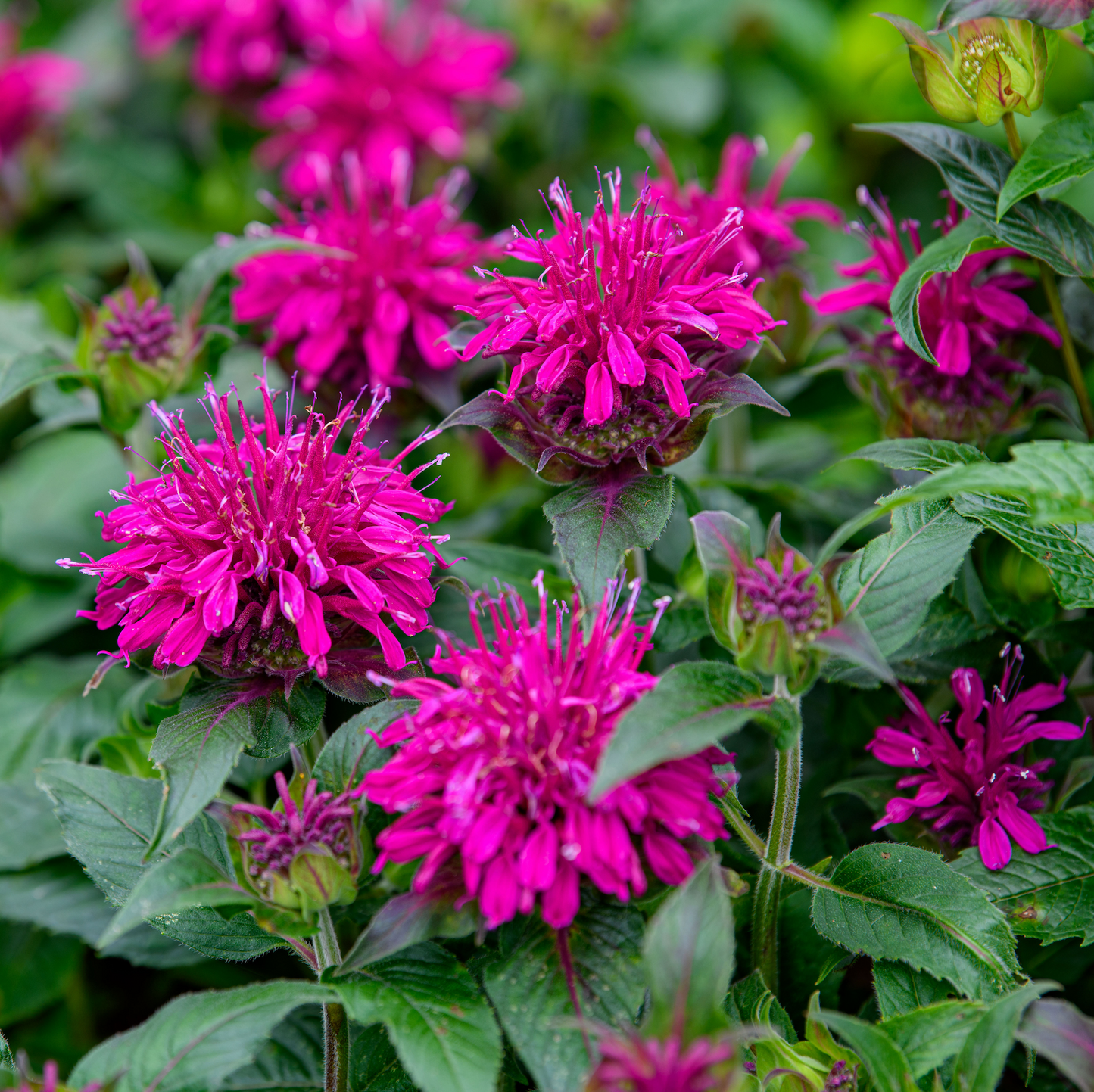 A cluster of purple Monarda didyma 'Balmy Purple' bee balm flowers with green leaves.