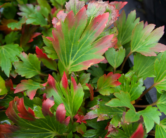 Green leaves with red edges 