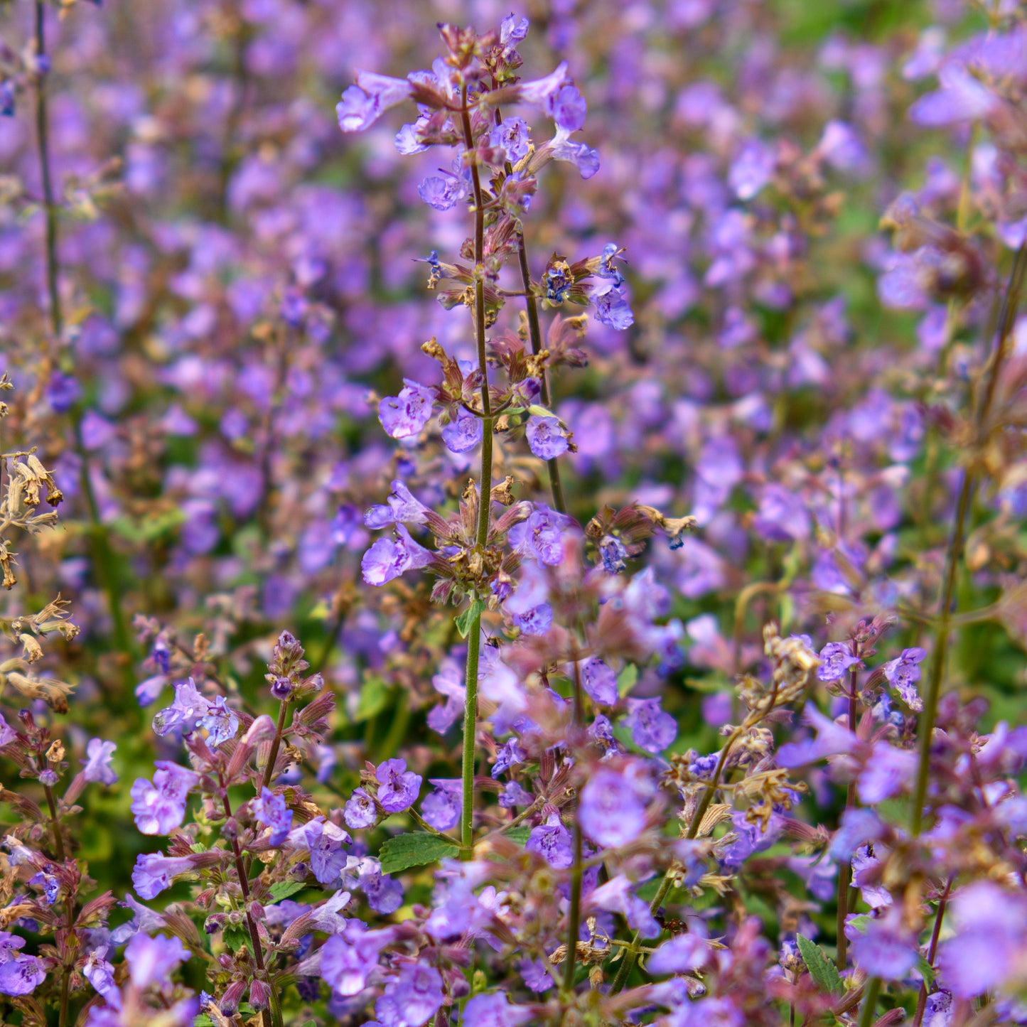 Nepeta x faassenii 'Kitten Around'  (Catmint, Catnip)