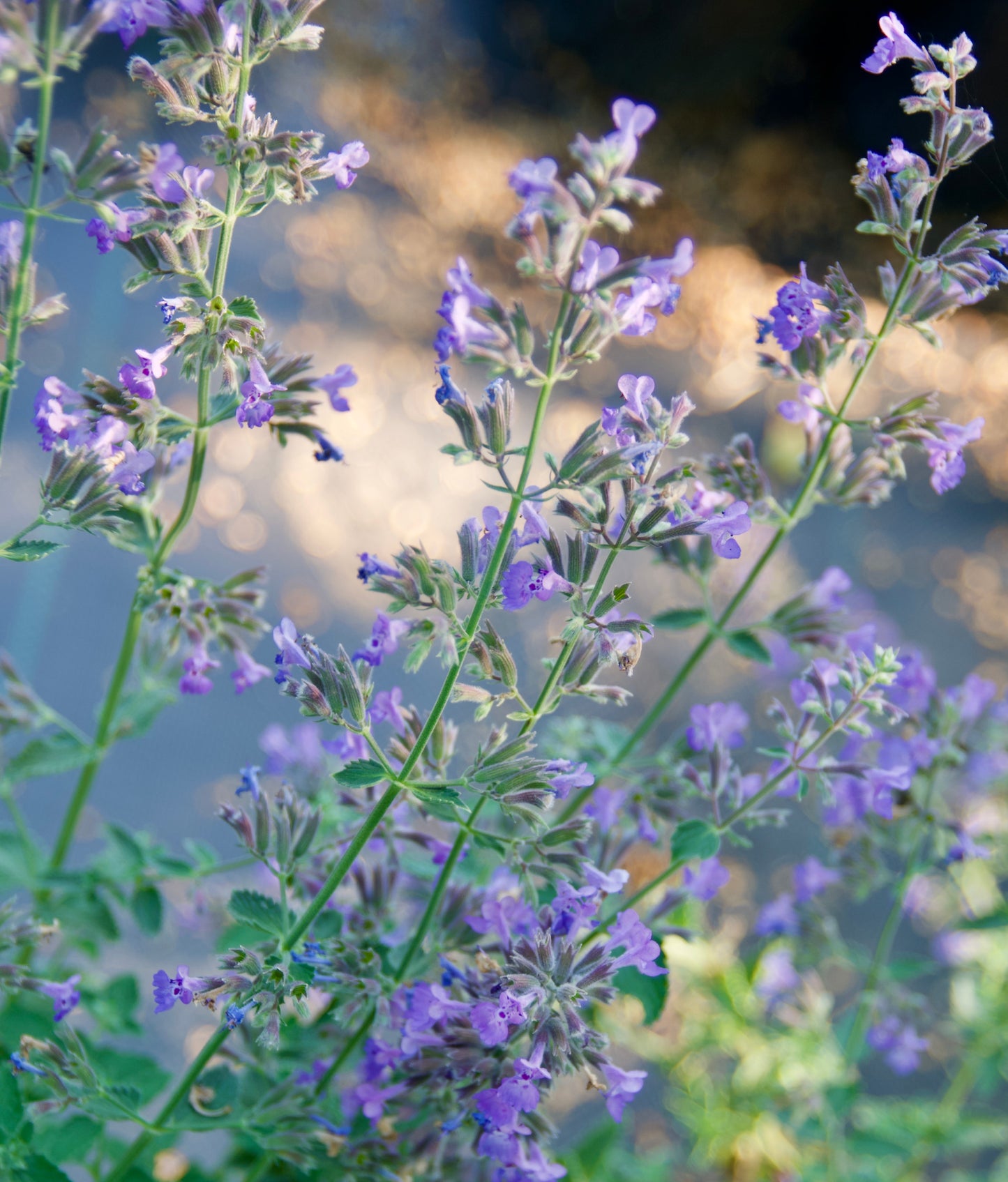 Nepeta x faassenii 'Walker's Low'