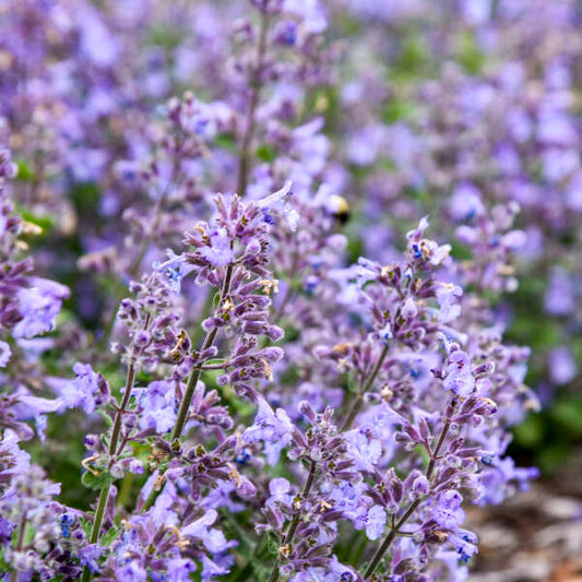 Nepeta 'Catwalk Queen' (Catmint)