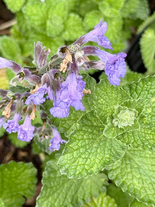 Purple flowers and green leaves in a natural setting