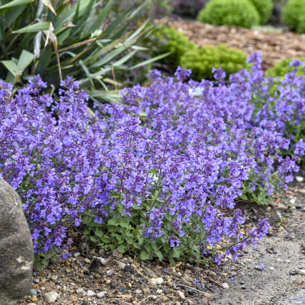 Nepeta 'Catwalk Queen' (Catmint)