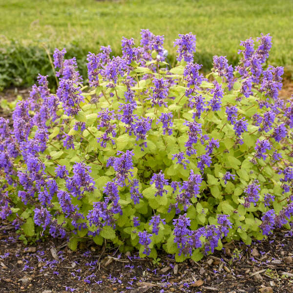 Nepeta 'Chartreuse on the Loose' (Catmint)