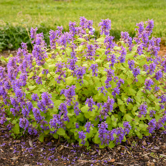 Nepeta 'Chartreuse on the Loose' (Catmint)