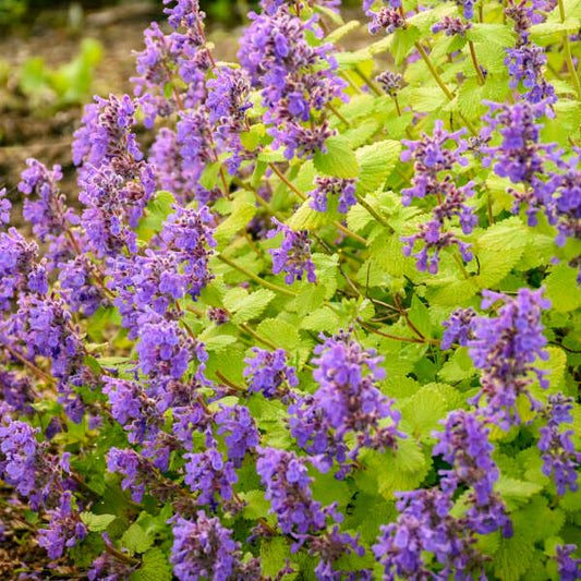 Nepeta 'Chartreuse on the Loose' (Catmint)