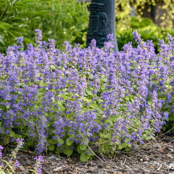 Nepeta 'Chartreuse on the Loose' (Catmint)