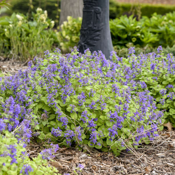Nepeta 'Chartreuse on the Loose' (Catmint)