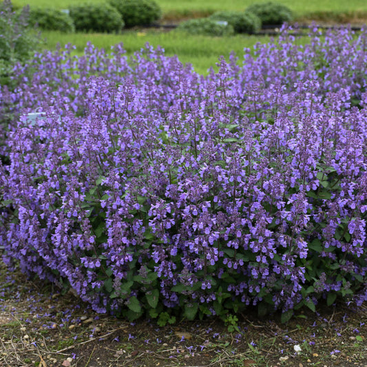 Nepeta x faassenii 'Picture Purrfect'