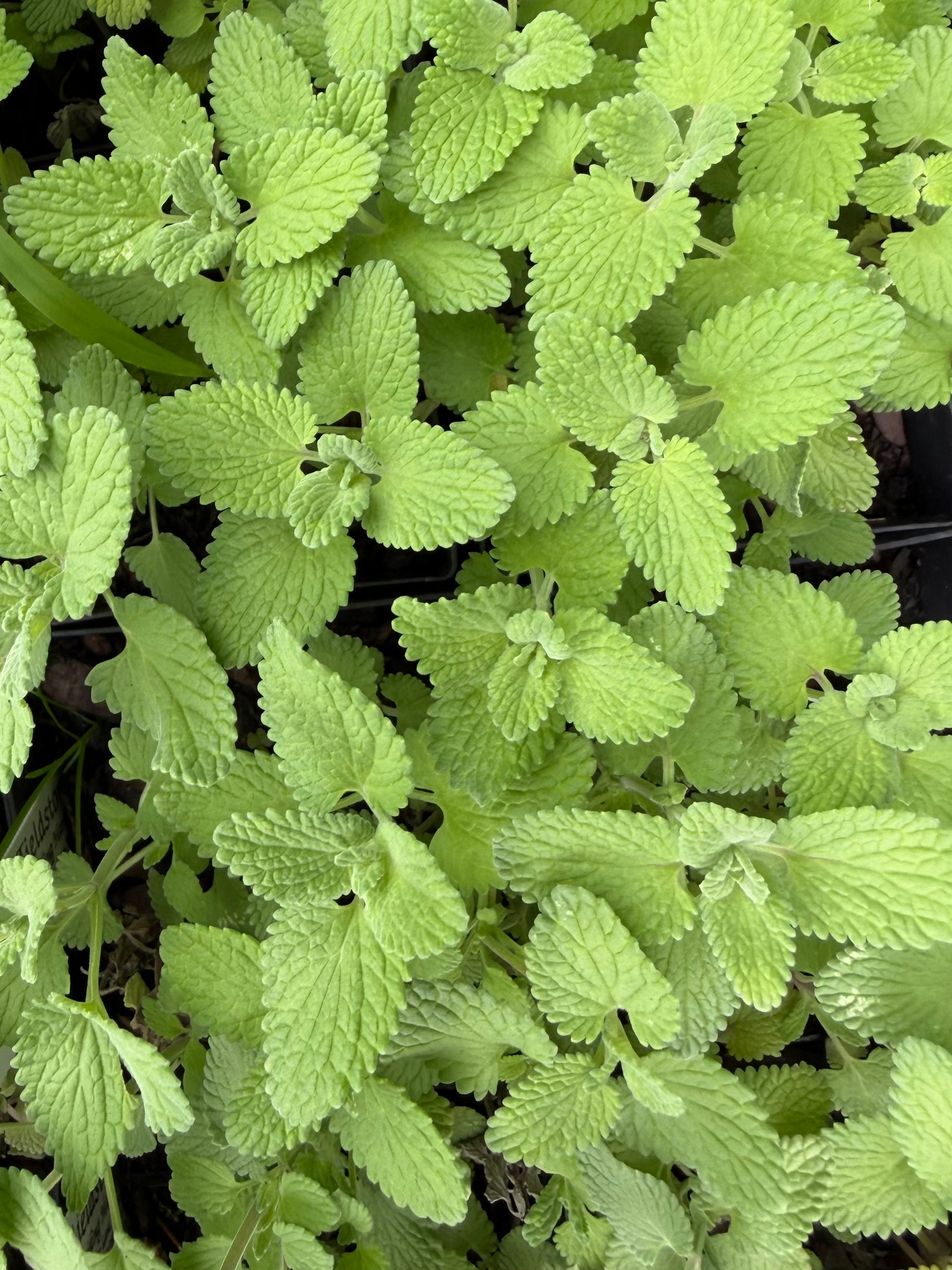 Close-up of green leafy plants