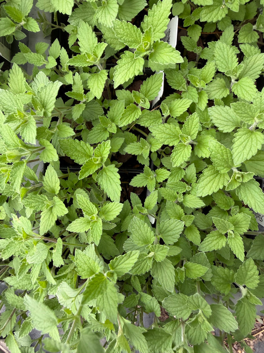 Close-up of green leafy plants in a garden setting