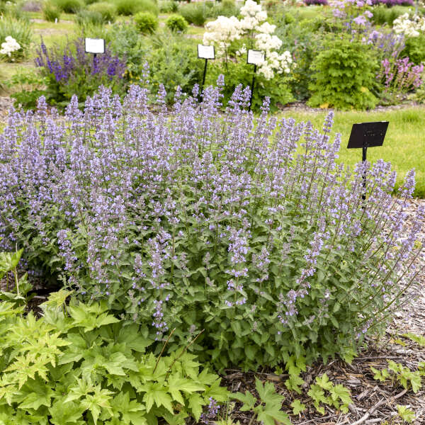 Nepeta x faassenii 'Tall Tails'