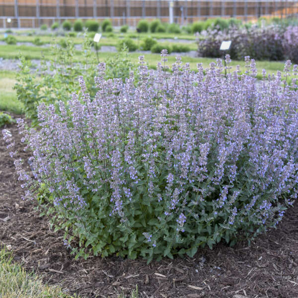 Nepeta x faassenii 'Tall Tails'