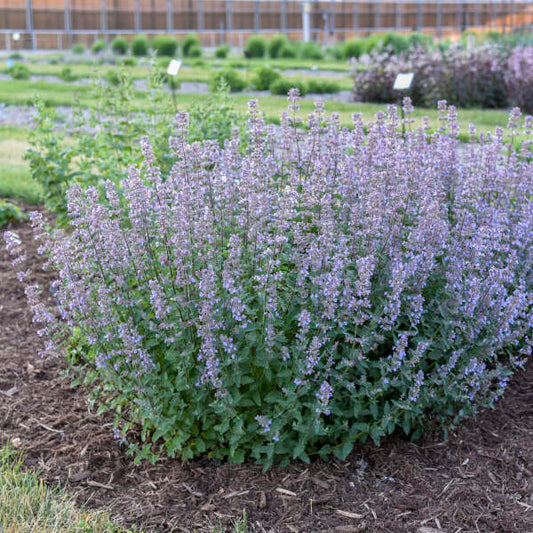 Nepeta x faassenii 'Tall Tails'