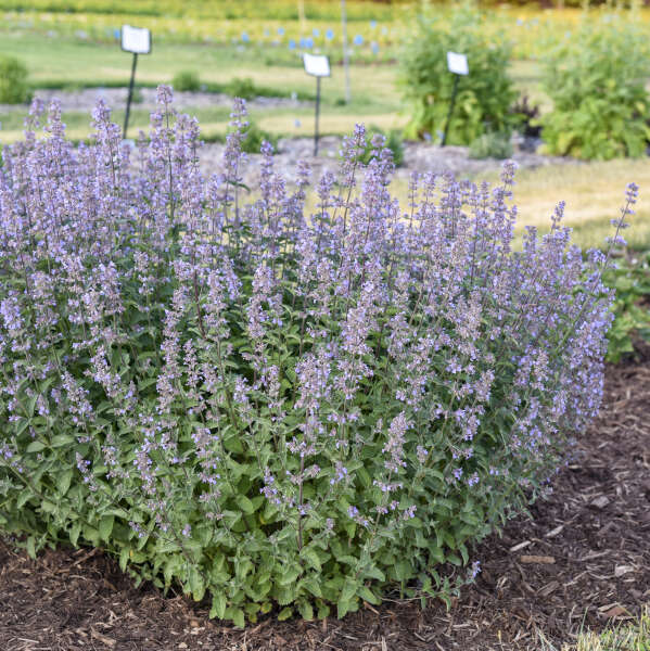 Nepeta x faassenii 'Tall Tails'