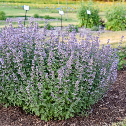 Nepeta x faassenii 'Tall Tails'