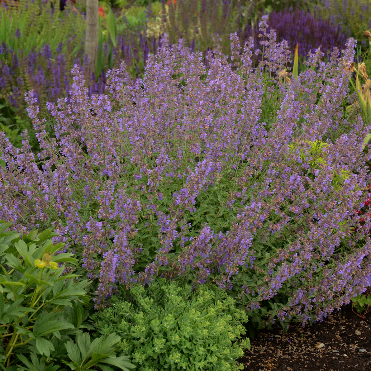 Nepeta x faassenii 'Walker's Low'