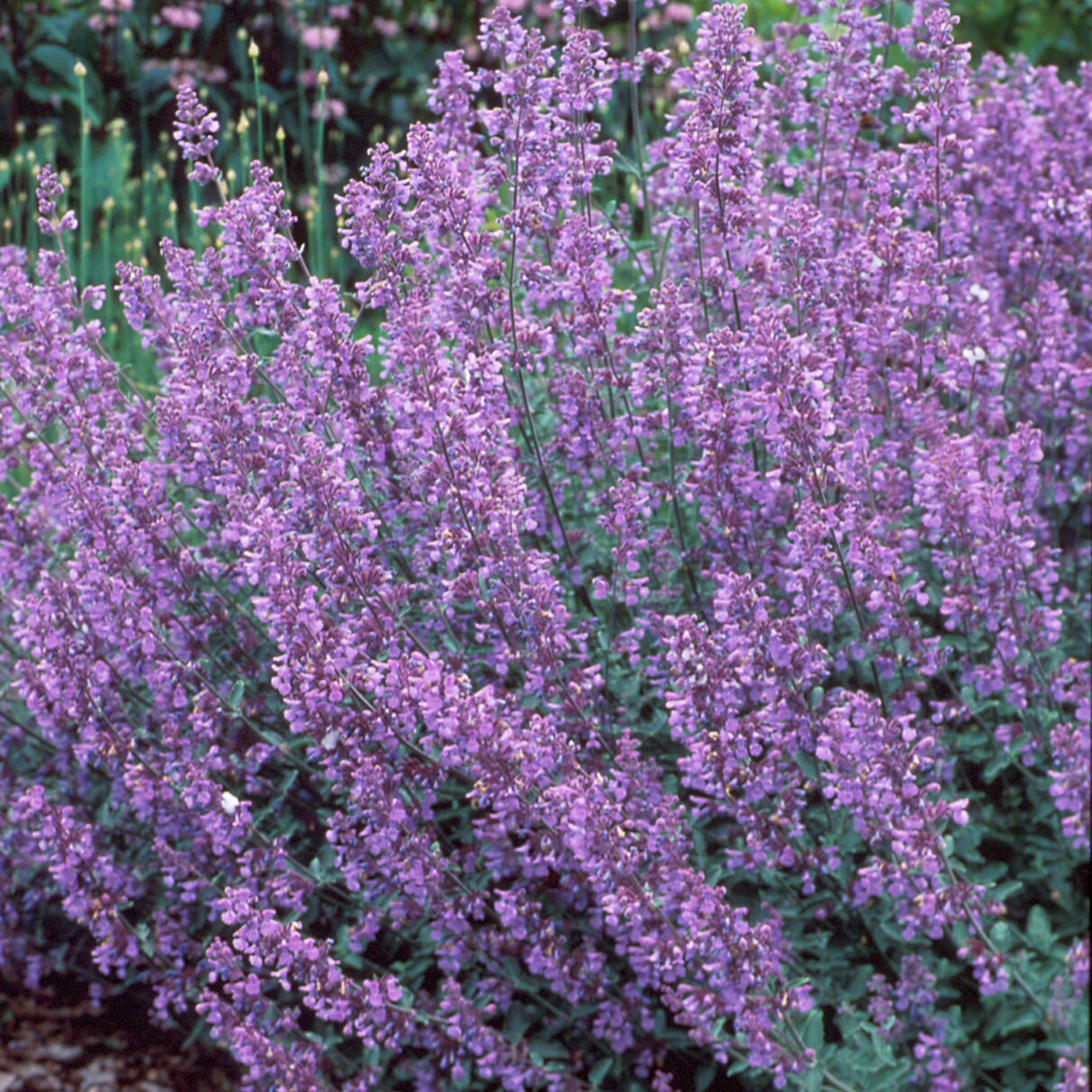 Nepeta x faassenii 'Walker's Low'